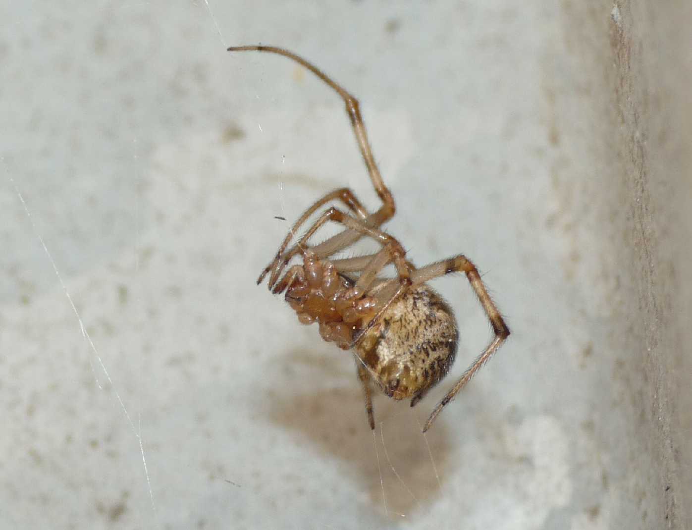 Parasteatoda tepidariorum di grosse dimensioni
